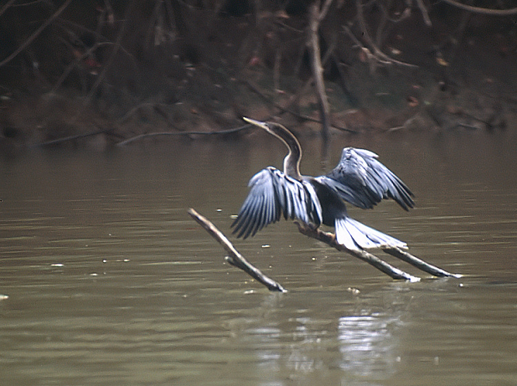 20_Slangenhalsvogel (Anhinga), Cano Negro.jpg